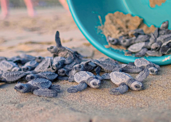 Anuncian nacimiento de dos nuevos santuarios para tortugas marinas en playas de Oaxaca