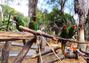Combatir el comercio ilícito de vida silvestre en redes sociales, pide partido verde en el senado