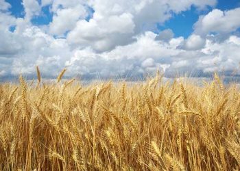 México registra el superávit agroalimentario más alto en 28 años