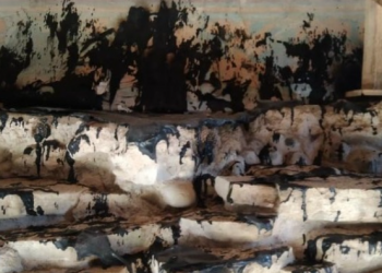 Incendio daña pinturas en la zona arqueológica de Tajín