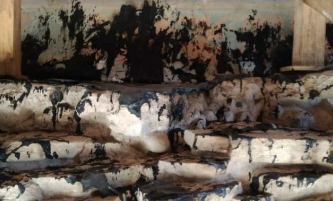 Incendio daña pinturas en la zona arqueológica de Tajín - Enfoque Noticias