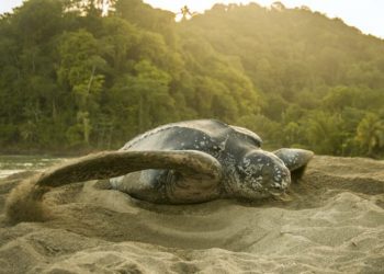 En Oaxaca hay nuevos santuarios para tortugas marinas