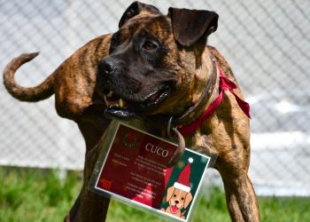 Los canes del CTC listos para llevar tus cartas a Santa y los Reyes Magos