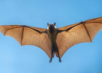 Los murciélagos no atacan, probablemente los menores lo agarraron: especialista