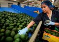 México confía en reactivar certificaciones de aguacate tras suspensión de EU