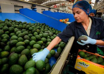 México enviará hasta 130 mil toneladas de aguacate al Super Bowl