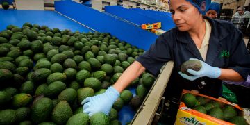 México enviará hasta 130 mil toneladas de aguacate al Super Bowl