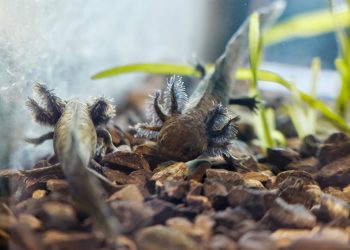 Fue inaugurado el centro de investigación del Axolote en Chapultepec