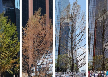 Ahuehuete de Paseo de la Reforma estaría viviendo sus últimos meses