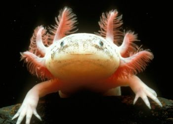 Estas son las acciones que se realizan para conservar a los ajolotes