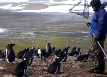Fallece el investigador español Andrés Barbosa, el gran experto en pingüinos