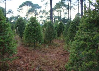 Alcaldía Álvaro Obregón instalará centros de reciclaje de árboles naturales de navidad, aquí los detalles