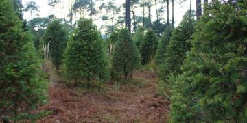 Alcaldía Álvaro Obregón instalará centros de reciclaje de árboles naturales de navidad, aquí los detalles