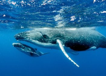 Científicos descubren al gen que hizo a las ballenas crecer tan grandes