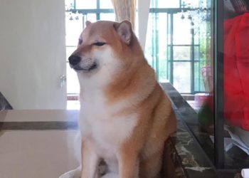 Cheems, el perrito de los memes celebra su cumpleaños 12