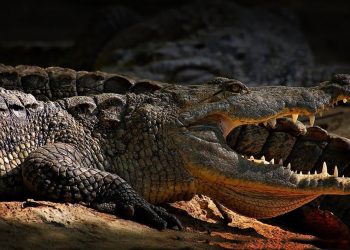 Fósil chino explica supervivencia del ancestro del cocodrilo