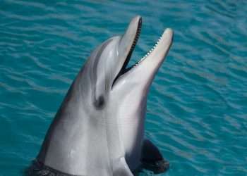 El cerebro de los cetáceos revela secretos sobre el alzhéimer, asegura estudio