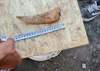 Hallan uno de los restos más completos del tigre diente de sable