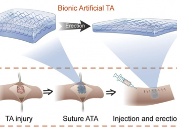 Desarrollan tejido sintético que restaura la función eréctil
