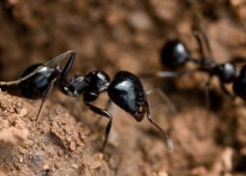 ¿ Las hormigas pueden oler el cáncer? Esto dice un estudio