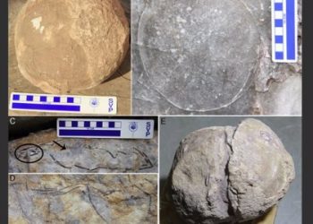 Cientos de huevos de titanosaurio son hallados en India