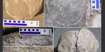 Cientos de huevos de titanosaurio son hallados en India