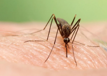 El cambio climático es determinante en la transmisión del virus del Nilo