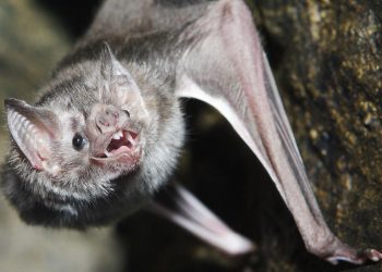 Confirma InDRE que niño mordido por murciélago en Oaxaca murió por rabia