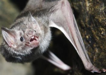 Expertos en murciélagos piden no agredirlos luego de los sucesos en Oaxaca