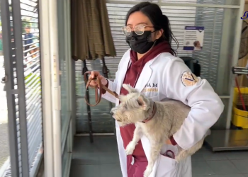 ¿Qué hacer si tu mascota necesita primeros auxilios? Un especialista de la UNAM responde