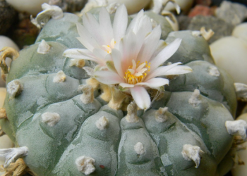 Presentarán iniciativa para despenalizar y regular el uso de hongos, peyote y ayahuasca para uso terapéutico