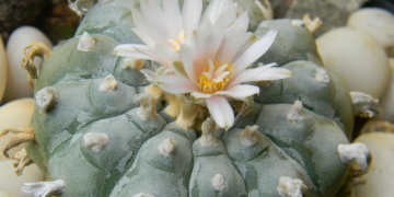 Presentarán iniciativa para despenalizar y regular el uso de hongos, peyote y ayahuasca para uso terapéutico