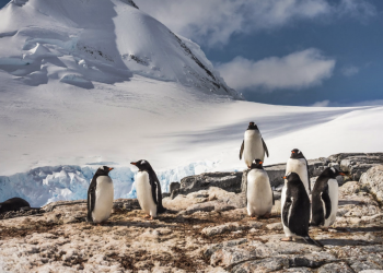 Hoy es el Día de Concienciación por los Pingüinos