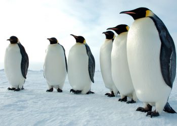Nueva colonia de pingüinos emperador es ubicada en la Antártida