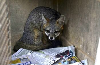 Aíslan a familia por presunta rabia adquirida de un zorro gris