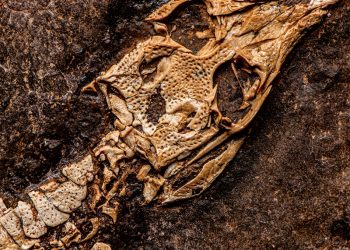 Se logra identificar primates de hace 52 millones de años