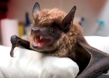 Fue un solo murciélago el que ingresó a la casa de los pequeños; fue un caso único: Arias
