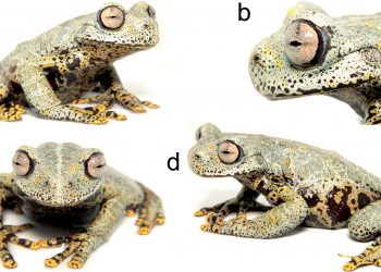 En Ecuador descubren una nueva especie de rana y la nombran en honor al escritor J.R.R.Tolkien