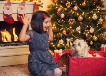 ¿Vas a regalar una mascota en Día de Reyes? Te dejamos algunas razones para reconsiderarlo