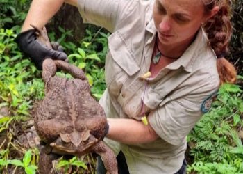 Encuentran sapo gigante de casi tres kilos
