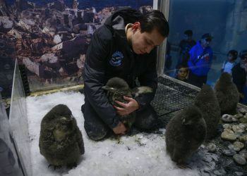 Zoológico de Guadalajara tiene una forma particular de criar a pingüinos Adelia