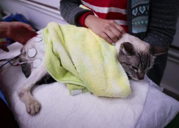 Car-Can, centro veterinario que da segundas oportunidades a mascotas en México