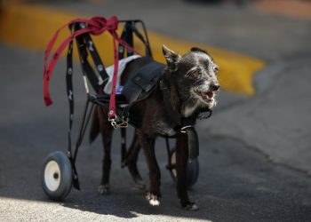 Car-Can, centro veterinario que da segundas oportunidades a mascotas en México