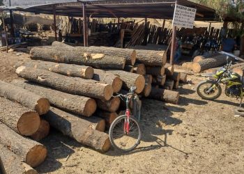 Detectan bodega de madera clandestina en la alcaldía Tláhuac