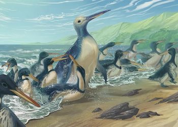 Conoce al pingüino más grande que ha existido