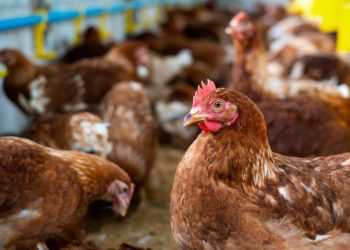Perú amplía la emergencia sanitaria por la gripe aviar hasta finales de 2023