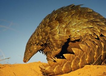 Hoy es el Día Mundial del Pangolín