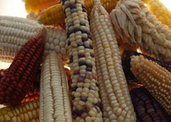 Especialistas señalan que precio del maíz seguiría subiendo en 2023
