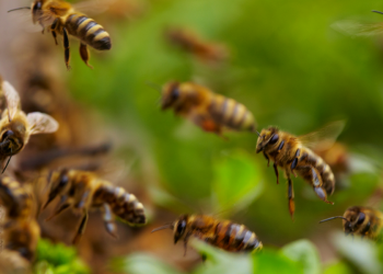 Científicos de China y Estados Unido revelan la causa de mortalidad de abejas durante el invierno