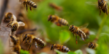 Científicos de China y Estados Unido revelan la causa de mortalidad de abejas durante el invierno